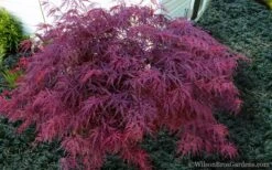 Red Dragon Dwarf Japanese Maple - 1 Gallon Pot 13 Red Dragon Dwarf Japanese Maple - 1 Gallon Pot -Wilson Bros Gardens Japanese Maple Red Dragon 21 1