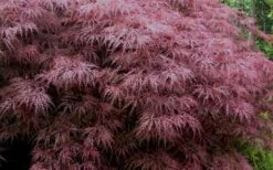 Red Dragon Dwarf Japanese Maple - 1 Gallon Pot 16 Red Dragon Dwarf Japanese Maple - 1 Gallon Pot -Wilson Bros Gardens Japanese Maple Red Dragon 3 1