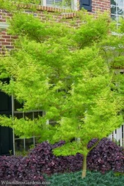 Seiryu Japanese Maple - 2 Gallon Pot 15 Seiryu Japanese Maple - 2 Gallon Pot -Wilson Bros Gardens Japanese Maple Seiryu 23