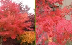 Seiryu Japanese Maple - 2 Gallon Pot 14 Seiryu Japanese Maple - 2 Gallon Pot -Wilson Bros Gardens Japanese Maple Seiryu Fall Color