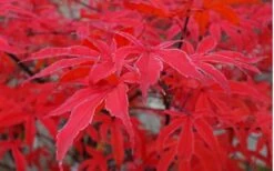 Shirazz Japanese Maple - 2 Gallon Pot 15 Shirazz Japanese Maple - 2 Gallon Pot -Wilson Bros Gardens Japanese Maple Shirazz 10
