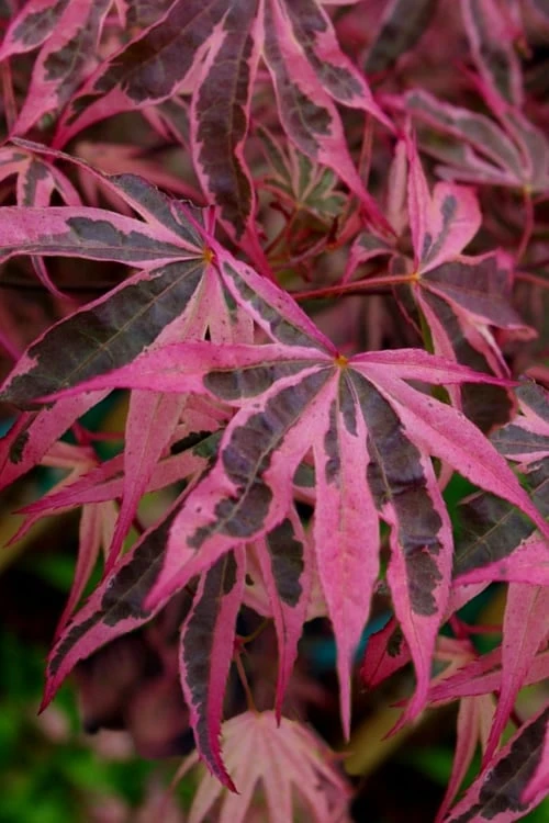 Shirazz Japanese Maple - 2 Gallon Pot 3 Shirazz Japanese Maple - 2 Gallon Pot