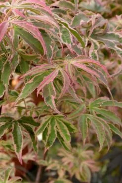 Shirazz Japanese Maple - 2 Gallon Pot 14 Shirazz Japanese Maple - 2 Gallon Pot -Wilson Bros Gardens Japanese Maple Shirazz 13