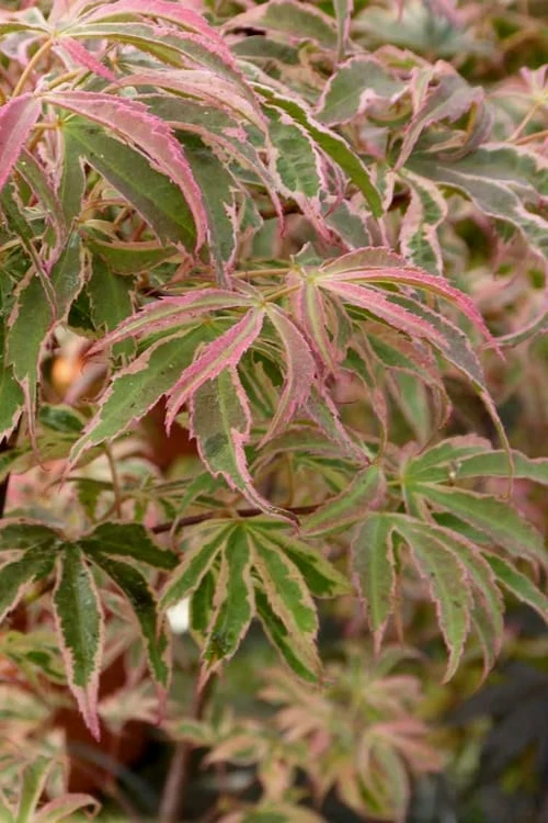 Shirazz Japanese Maple - 2 Gallon Pot 8 Shirazz Japanese Maple - 2 Gallon Pot - Image 6