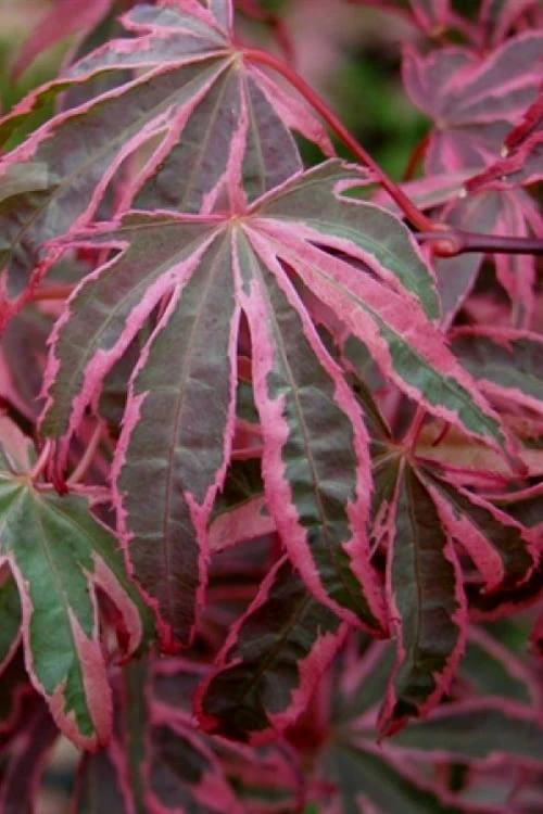 Shirazz Japanese Maple - 2 Gallon Pot 7 Shirazz Japanese Maple - 2 Gallon Pot - Image 5