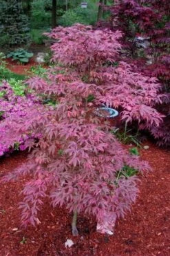Shirazz Japanese Maple - 2 Gallon Pot 12 Shirazz Japanese Maple - 2 Gallon Pot -Wilson Bros Gardens Japanese Maple Shirazz 7