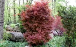 Skeeter's Broom Japanese Maple - 1 Gallon Pot 12 Skeeter's Broom Japanese Maple - 1 Gallon Pot -Wilson Bros Gardens Japanese Maple Skeeters Broom