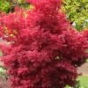 Skeeter's Broom Japanese Maple - 1 Gallon Pot -Wilson Bros Gardens Japanese Maple Skeeters Broom 500x750 1