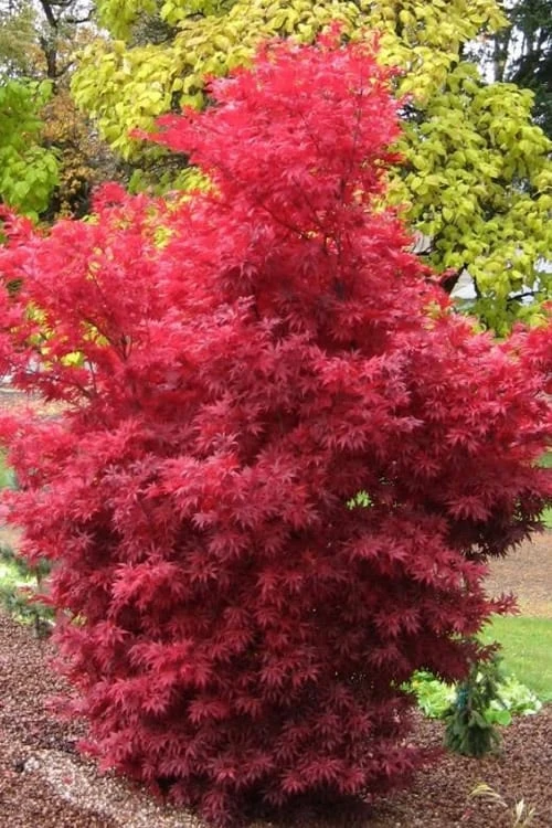 Skeeter's Broom Japanese Maple - 1 Gallon Pot 3 Skeeter's Broom Japanese Maple - 1 Gallon Pot