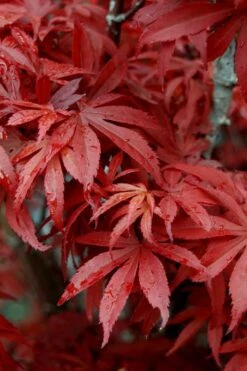 Skeeter's Broom Japanese Maple - 3 Gallon Pot -Wilson Bros Gardens Japanese Maple Skeeters Broom 6 2