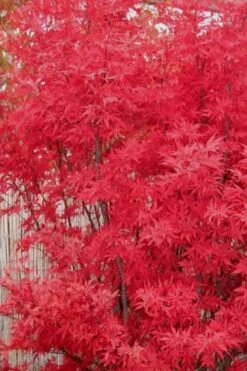 Skeeter's Broom Japanese Maple - 3 Gallon Pot -Wilson Bros Gardens Japanese Maple Skeeters Broom 7 2