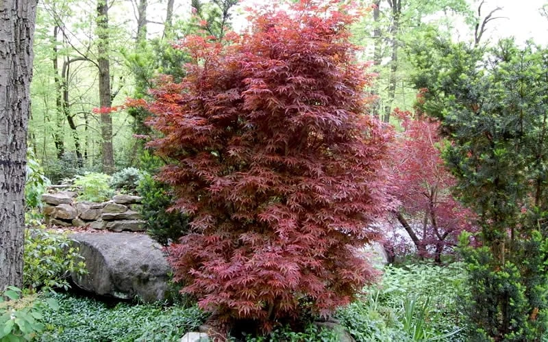 Skeeter's Broom Japanese Maple - 1 Gallon Pot 6 Skeeter's Broom Japanese Maple - 1 Gallon Pot - Image 4