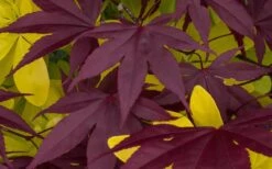 Bloodgood Red Leaf Japanese Maple - 2 Gallon Pot -Wilson Bros Gardens Japanese Maple Summer Color