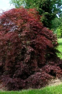 Tamukeyama Dwarf Red Japanese Maple - 1 Gallon Pot 13 Tamukeyama Dwarf Red Japanese Maple - 1 Gallon Pot -Wilson Bros Gardens Japanese Maple Tamukeyama 10 2