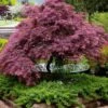 Tamukeyama Dwarf Red Japanese Maple - 2 Gallon Pot -Wilson Bros Gardens Japanese Maple Tamukeyama 11 2