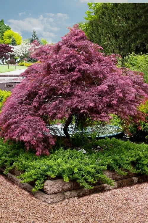 Tamukeyama Dwarf Red Japanese Maple - 2 Gallon Pot 3 Tamukeyama Dwarf Red Japanese Maple - 2 Gallon Pot