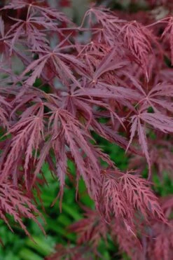Tamukeyama Dwarf Red Japanese Maple - 1 Gallon Pot - High Grafted Tree Form 13 Tamukeyama Dwarf Red Japanese Maple - 1 Gallon Pot - High Grafted Tree Form -Wilson Bros Gardens Japanese Maple Tamukeyama 13 1