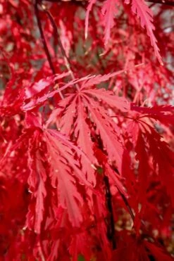 Tamukeyama Dwarf Red Japanese Maple - 1 Gallon Pot 15 Tamukeyama Dwarf Red Japanese Maple - 1 Gallon Pot -Wilson Bros Gardens Japanese Maple Tamukeyama 14 2