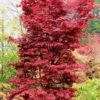 Twombly's Red Sentinel Japanese Maple - 2 Gallon Pot (2.5-3') -Wilson Bros Gardens Japanese Maple Twombleys Red Sentinel 500x750 1