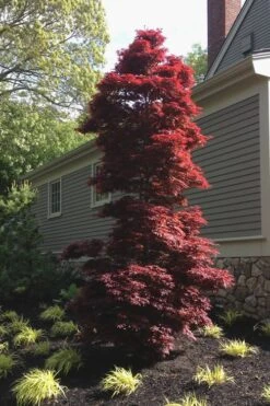 Twombly's Red Sentinel Japanese Maple - 5 Gallon Pot (4-5') -Wilson Bros Gardens Japanese Maple Twomblys Red Sentinel 10 1