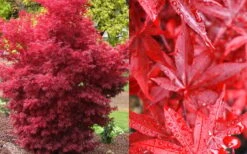 Twombly's Red Sentinel Japanese Maple - 2 Gallon Pot (2.5-3') -Wilson Bros Gardens Japanese Maple Twomblys Red Sentinel Fall Color