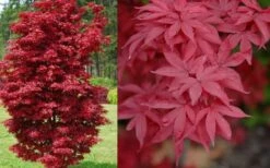 Twombly's Red Sentinel Japanese Maple - 2 Gallon Pot (2.5-3') -Wilson Bros Gardens Japanese Maple Twomblys Red Sentinel Spring