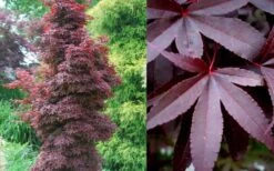 Twombly's Red Sentinel Japanese Maple - 5 Gallon Pot (4-5') -Wilson Bros Gardens Japanese Maple Twomblys Red Sentinel Summer 1