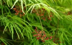 Viridis Dwarf Green Japanese Maple - 5 Gallon Pot -Wilson Bros Gardens Japanese Maple Viridis 11