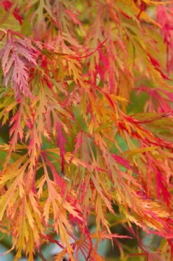 Viridis Dwarf Green Japanese Maple - 5 Gallon Pot -Wilson Bros Gardens Japanese Maple Viridis 12