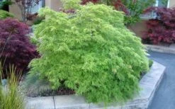 Viridis Dwarf Green Japanese Maple - 5 Gallon Pot -Wilson Bros Gardens Japanese Maple Viridis 17
