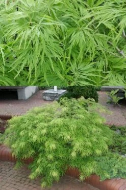 Viridis Dwarf Green Japanese Maple - 5 Gallon Pot -Wilson Bros Gardens Japanese Maple Viridis 500x750 1