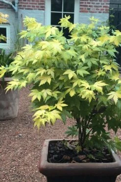 Orange Dream Japanese Maple - 1 Gallon Pot -Wilson Bros Gardens Japanese maple orange Dream 5 1