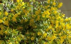 Butterscotch Yellow Jasmine (Jessamine) Gelsemium Sempervirens - 3 Gallon Pot -Wilson Bros Gardens Jasmine Butterscotch 51