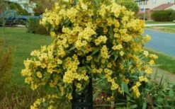 Butterscotch Yellow Jasmine (Jessamine) Gelsemium Sempervirens - 3 Gallon Pot -Wilson Bros Gardens Jasmine Butterscotch 52