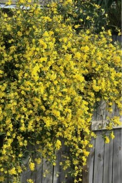 Duet Yellow Jasmine (Jessamine) - 3 Gallon Pot -Wilson Bros Gardens Jasmine Duet 8 1