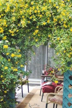 Duet Yellow Jasmine (Jessamine) - 3 Gallon Pot -Wilson Bros Gardens Jasmine Duet 9 1