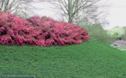 Blue Pacific Juniper - 6-Pack Of 1 Gallon Pots -Wilson Bros Gardens Juniper Blue Pacific 16