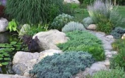 Blue Star Juniper - 3 Gallon Pot -Wilson Bros Gardens Juniper Blue Star 14 1