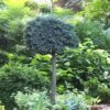 Blue Star Juniper Tree (Single Trunk Topiary) - 1 Gallon Pot -Wilson Bros Gardens Juniper Blue Star Standard Topiary 1 1