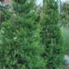 Hetzi Columnar Juniper - 1 Gallon Pot -Wilson Bros Gardens Juniper Hetzi Column 500x750 2
