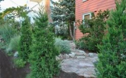 Hetzi Columnar Juniper - 1 Gallon Pot -Wilson Bros Gardens Juniper Hetzi Columnar Landscape 1