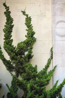 Hollywood Torulosa Juniper - 3 Gallon Pot -Wilson Bros Gardens Juniper Hollywood 12