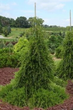 Weeping Virginia Juniper - Juniperus Virginiana 'Pendula' - 1 Gallon Pot 11 Weeping Virginia Juniper - Juniperus Virginiana 'Pendula' - 1 Gallon Pot -Wilson Bros Gardens Juniper Virginia Weeping 5