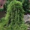 Weeping Virginia Juniper - Juniperus Virginiana 'Pendula' - 1 Gallon Pot -Wilson Bros Gardens Juniper Virginia Weeping 8