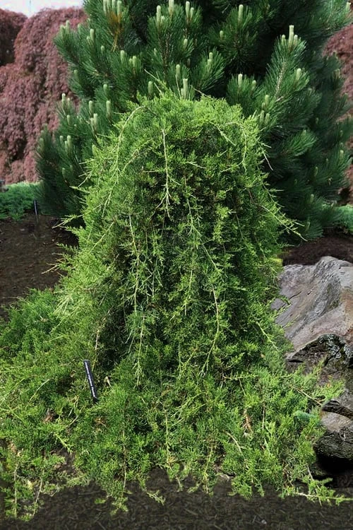 Weeping Virginia Juniper - Juniperus Virginiana 'Pendula' - 1 Gallon Pot 3 Weeping Virginia Juniper - Juniperus Virginiana 'Pendula' - 1 Gallon Pot