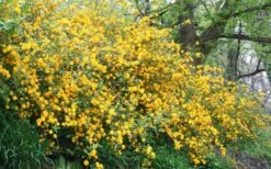 Japanese Marigold Bush - Kerria Japonica 'Pleniflora' - 2.5 Quart Pot 16 Japanese Marigold Bush - Kerria Japonica 'Pleniflora' - 2.5 Quart Pot -Wilson Bros Gardens Kerria 18 1