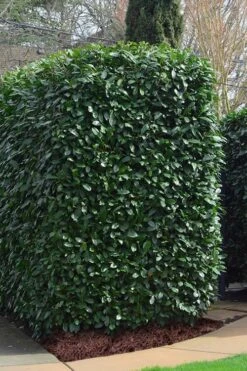 Schip Laurel (Prunus Laurocersasus 'Schipkaensis') - 6 Pack Of 1 Gallon Pots -Wilson Bros Gardens Laurel Schip 2 1