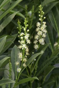 Schip Laurel (Prunus Laurocersasus 'Schipkaensis') - 2 Gallon Pot -Wilson Bros Gardens Laurel Schip 3