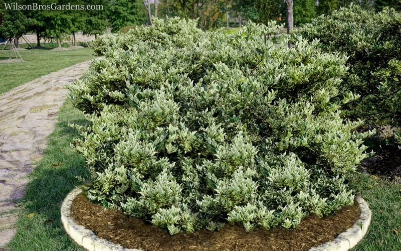 Jack Frost Ligustrum (Privet) - 3 Gallon Pot 8 Jack Frost Ligustrum (Privet) - 3 Gallon Pot - Image 6