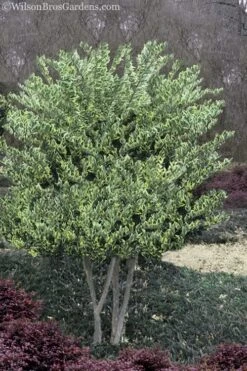 Jack Frost Ligustrum (Privet) - 3 Gallon Pot 12 Jack Frost Ligustrum (Privet) - 3 Gallon Pot -Wilson Bros Gardens Ligustrum Jack Frost 8